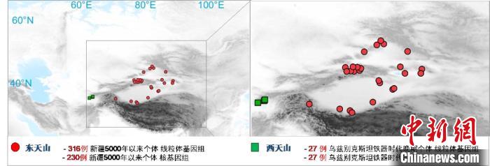 图为该项目所获取天山东西部古人群的线粒体与核基因组分布图。　火狐官方网页版 供图