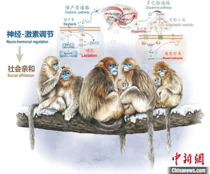 神经-激素调节的适应性变化增强社会亲和力。　火狐官方网页版供图