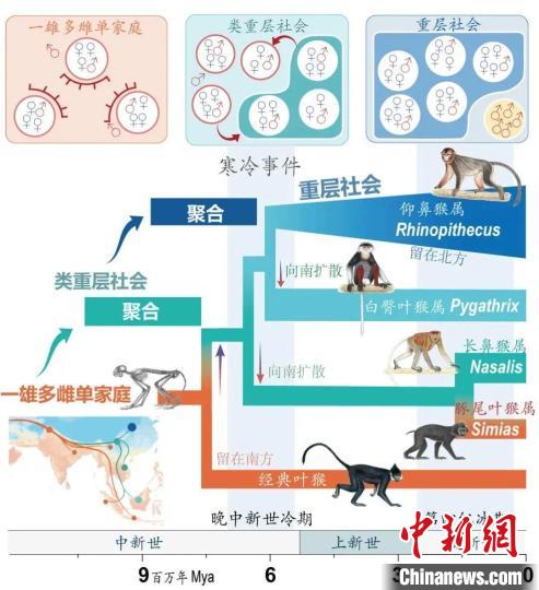 寒冷事件促进亚洲叶猴社会聚合。　火狐官方网页版供图